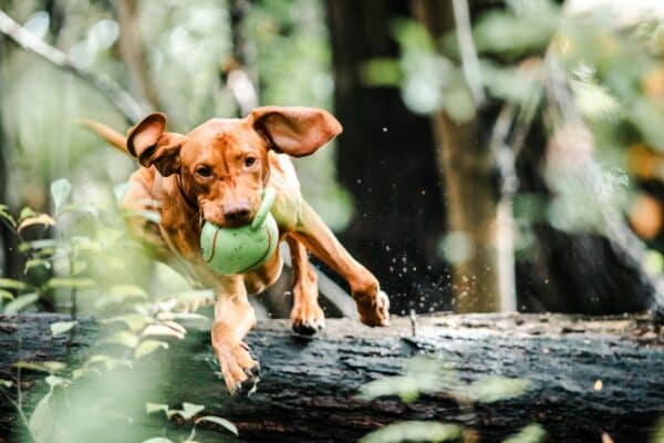 pet exercise